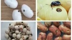 Bugs a bab és a harcok harcolása